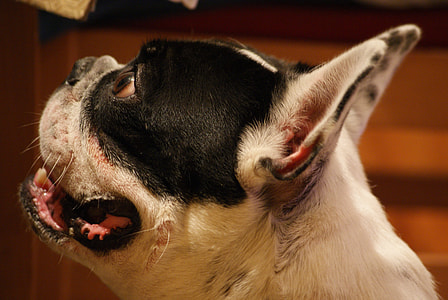 adult white and black French bulldog thumbnail