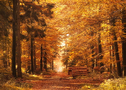forest with autumn leaves thumbnail