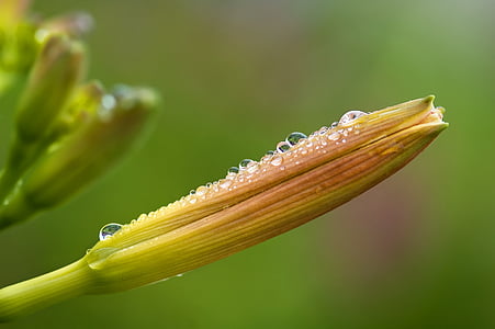 macro-photography of dew drops on green unbloomed flower during daytime thumbnail