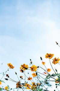 shallow focus photography of yellow flowers during daytime thumbnail