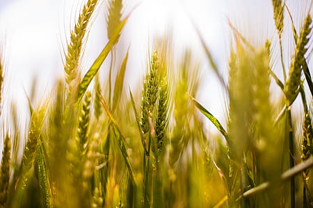 nature, field, agriculture, cereals thumbnail