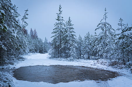 Grayscale Photography of Lake Surrounded With Trees thumbnail