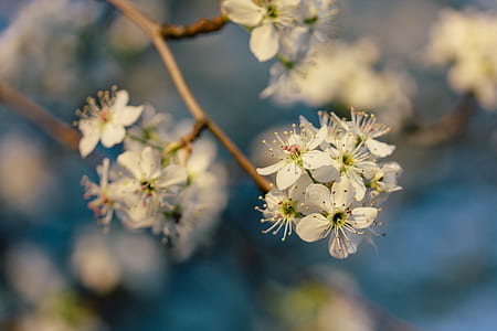 closeup photo of white cherry blossoms thumbnail