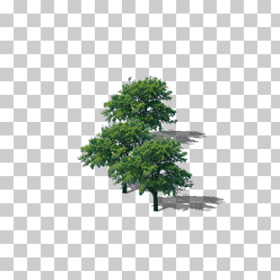 Branch Top tree , Tree tree lush tree top, three green trees PNG clipart