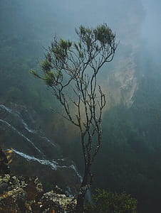 green leafed tree near mountain cliff thumbnail