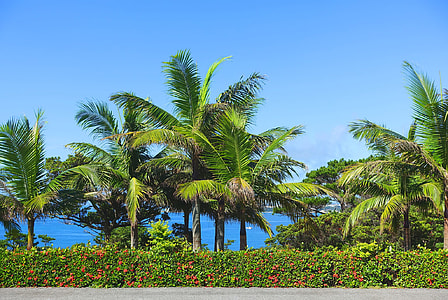 palm trees and plant wall at daytime thumbnail