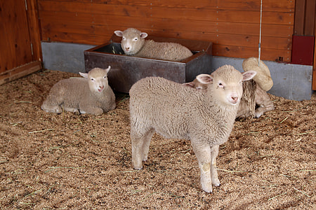 Cute Lambs in a barn thumbnail