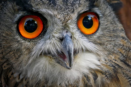 closeup photo of gray owl thumbnail