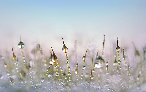 water droplets on leaf thumbnail