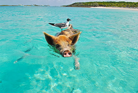 white and black bird standing on brown pig on body of water thumbnail