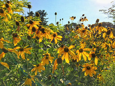 yellow sunflower field at daytime thumbnail