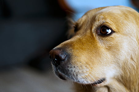 shallow focus photo of brown dog thumbnail