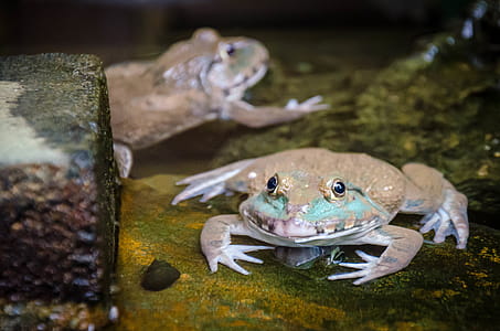 Frog in Thailand thumbnail