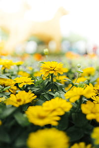 selective focus photography of yellow petaled flowers thumbnail