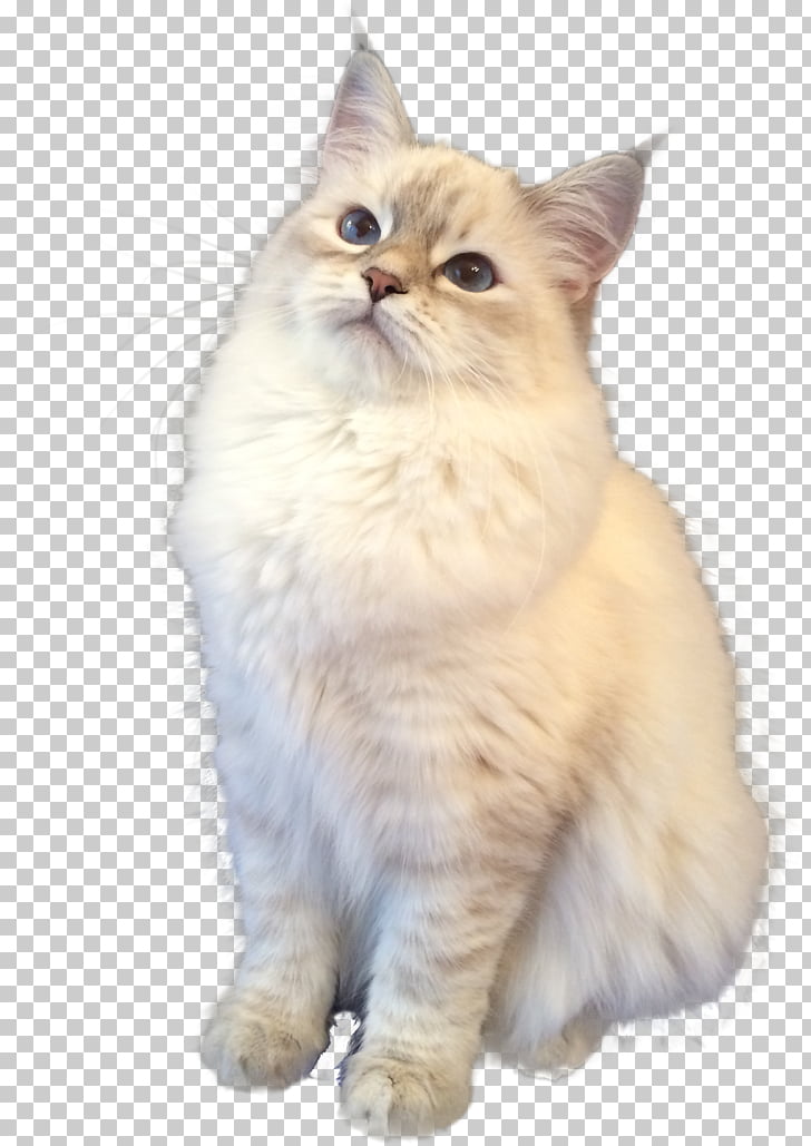 197 Ragamuffin Cat Png Cliparts For Free Download Uihere