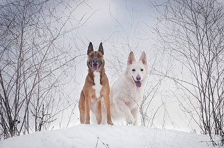 two dog standing on ice field during daytime thumbnail