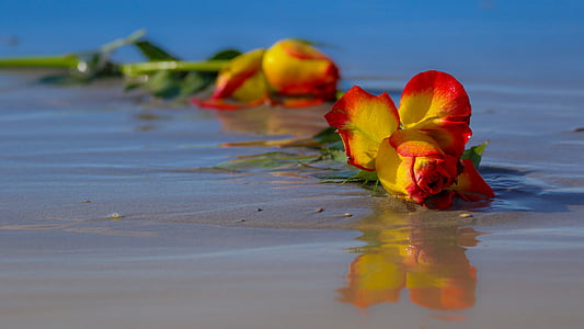 pink and red petaled flower on seashore thumbnail