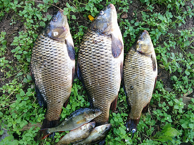 three gray fish thumbnail