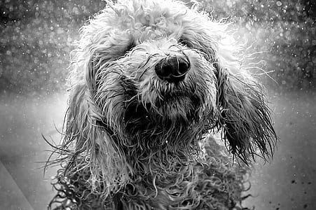 golden retriever puppy grayscale photography thumbnail