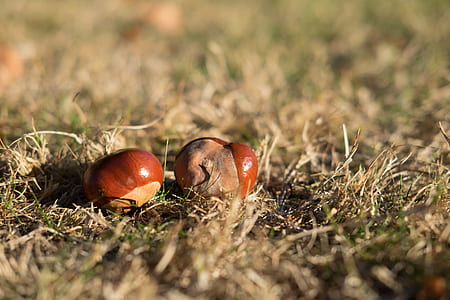 selective focus photography of brown nuts on green grass field thumbnail