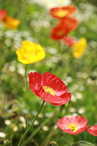 selective focus photography of red petaled flower thumbnail
