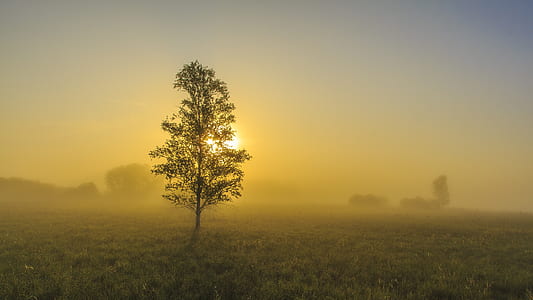 photo of tree on grass field during sunset thumbnail