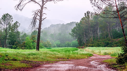 mountain with green leafed tree during misty daytime thumbnail