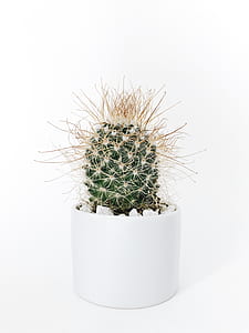 green cactus plant and white ceramic planter thumbnail