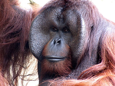 close-up photo of black and brown monkey thumbnail
