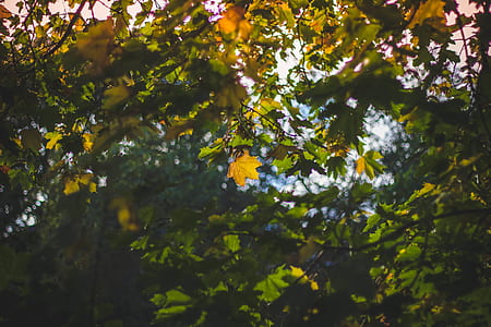 nature, branches, park, leaves thumbnail