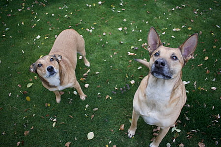 two brown dogs facing looking up thumbnail
