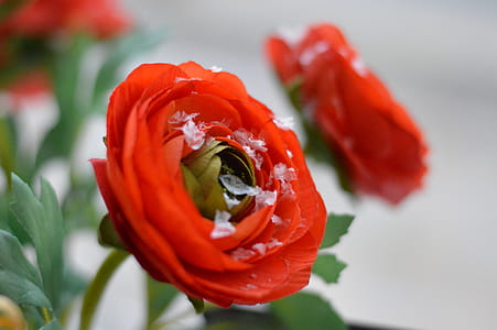 Red Peonies Selective-focus Photo thumbnail