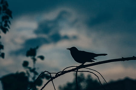 silhouette photography of bird perched on branch thumbnail