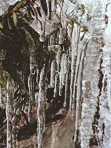 icicles on green leafed tree branch during daytime thumbnail
