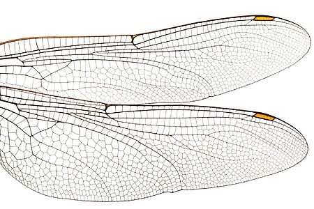 two dragonfly wings illustration thumbnail