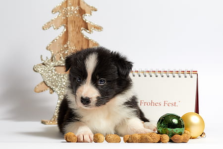 black and white border collie puppy resting beside baubles and peanuts thumbnail