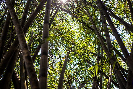 brown and green bamboo trees thumbnail