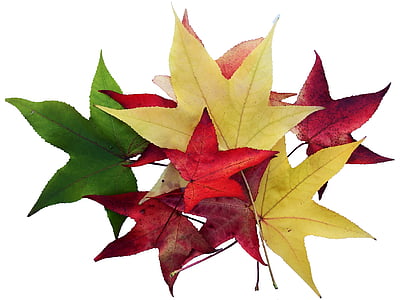 yellow, red, and green maple leaves thumbnail