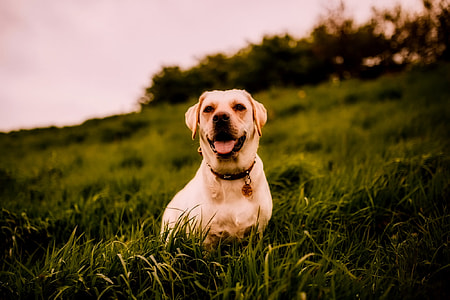 adult yellow Labrador retriever thumbnail