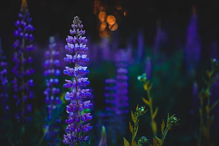 Depth of Field Photography of Purple Flowers thumbnail