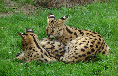 two savannah cats lying on grass fiend thumbnail