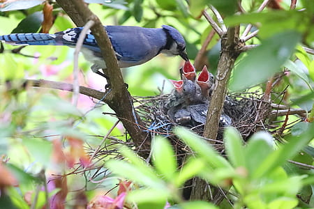 photo of Blue Jay about to feed her babies thumbnail
