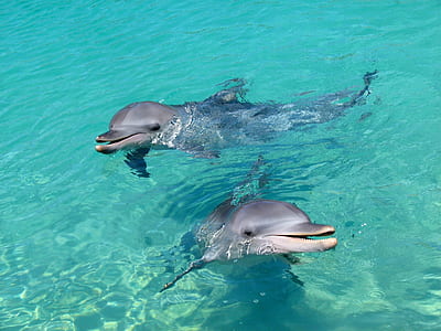 two dolphins in body of water thumbnail