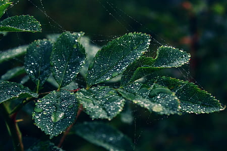 closeup photography of green leaves thumbnail