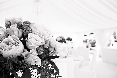 flowers, blur, leaves, white thumbnail