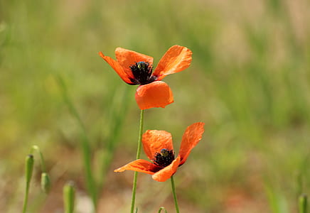 orange flowers thumbnail