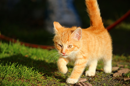 orange Tabby kitten thumbnail