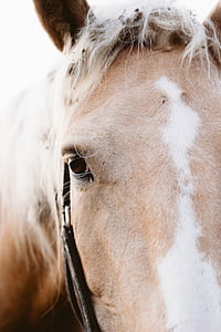 selective focus photography of brown and white horse head thumbnail