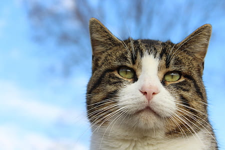 close up photo of gray tabby cat during daytime thumbnail