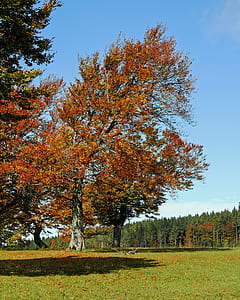 photo of brown tree in forest during daytime thumbnail